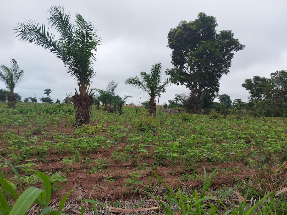 Immagine del Progetto AgriBio Nel campo biologico seminiamo opportunità