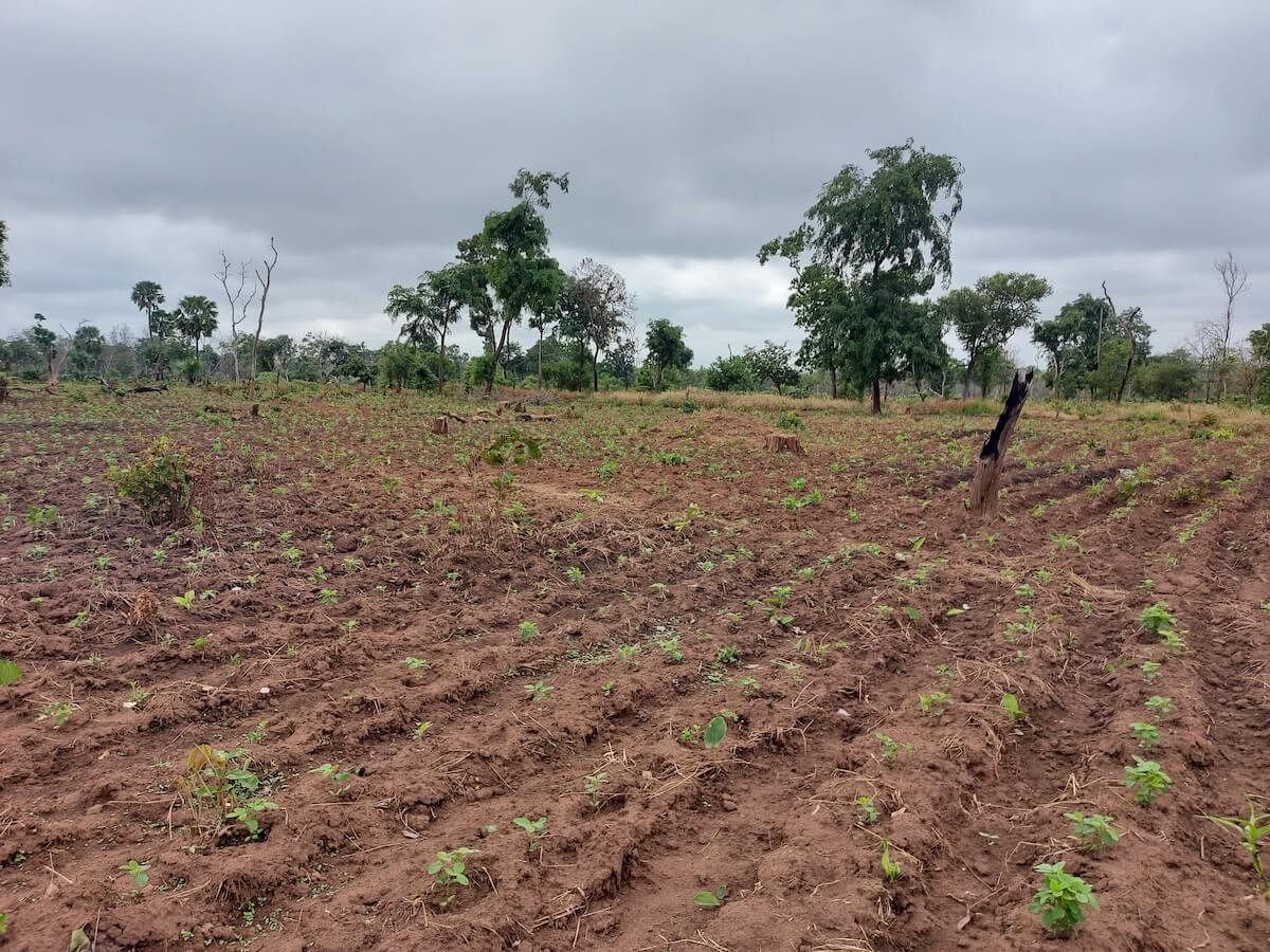 Immagine del Progetto AgriBio Nel campo biologico seminiamo opportunità