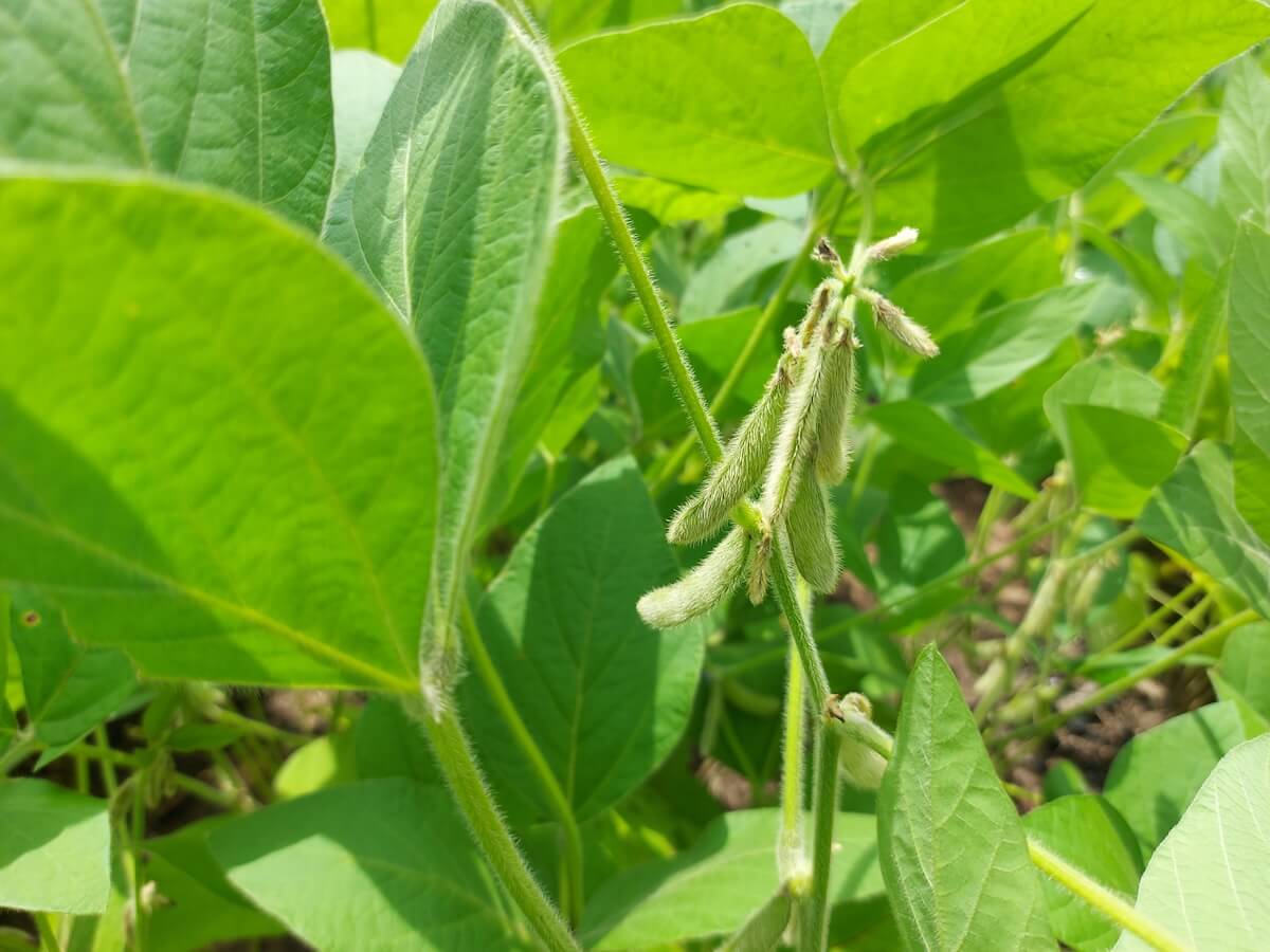 Immagine del Progetto AgriBio Nel campo biologico seminiamo opportunità